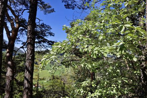 Blühender Mehlbeerbaum