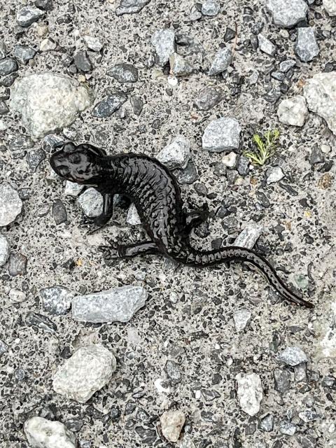 Alpensalamander