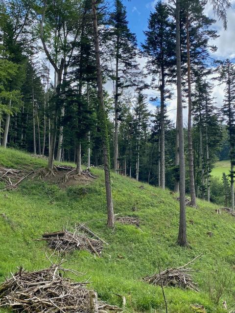 Waldweide