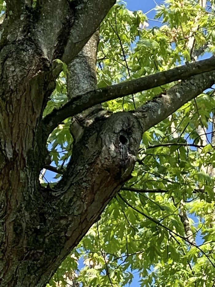 Nisthöhle im Baum