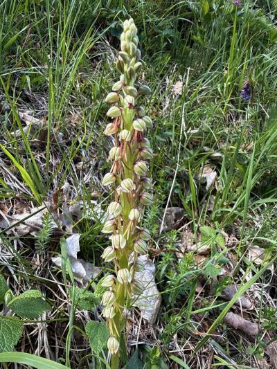 Orchidee Ohnsporn oder Puppenorchis