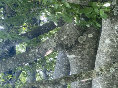 Verstärkter Astansatz an Buchenstamm