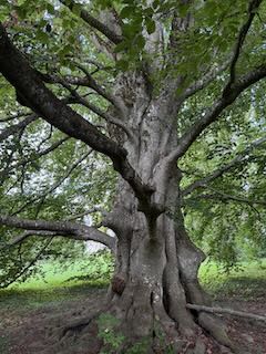 alte Buche