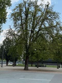 Alte Platane