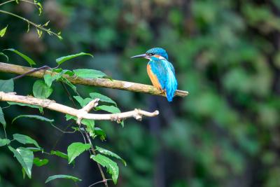Eisvogel