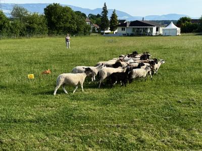 Kleine Schafherde
