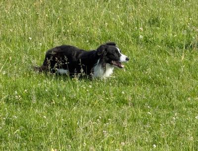 Bordercollie