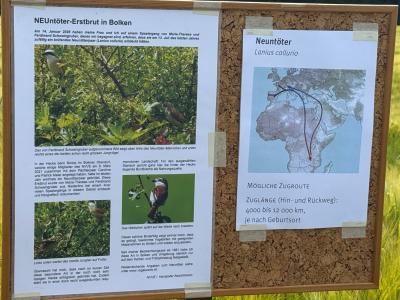 Infotafel zum Neuntöter