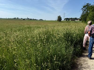Modelliertes Gelände im Degenmoos, Bolken