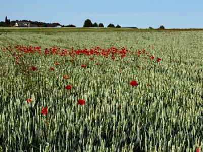 Feld mit Ackerbegleitflora