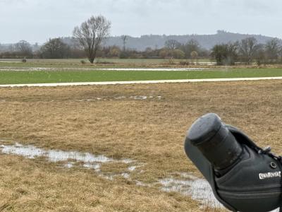 Vernässte Fläche mit Hecke und Einzelbaum