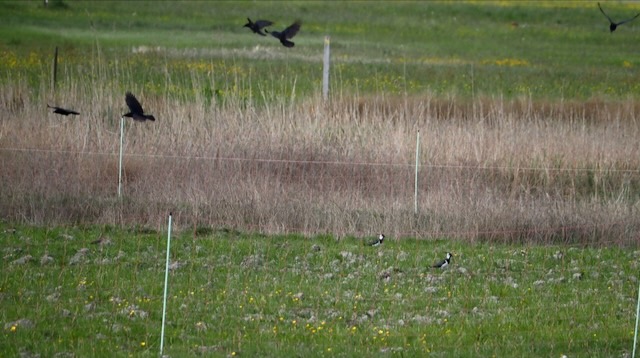 Fliegende Kiebitze
