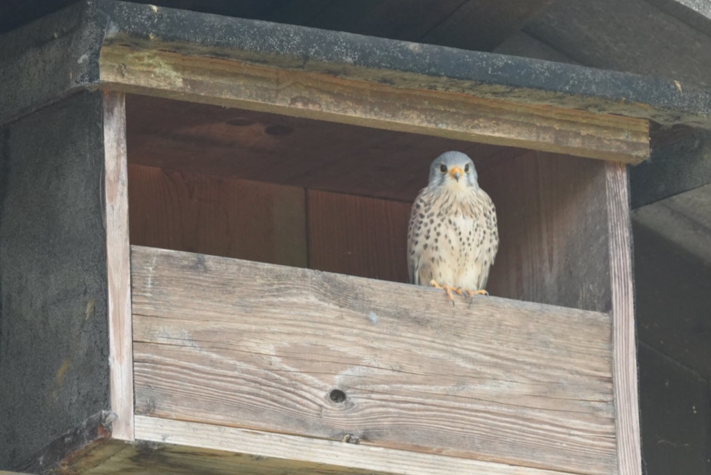 Turmfalke