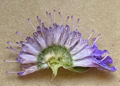 Aufgeschnittene Witwenblume