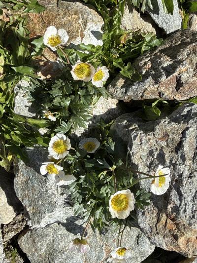 Gletscher-Hahnenfuss - Ranunculus glacialis