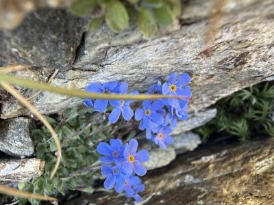 Himmelsherold - Eritrichium nanum