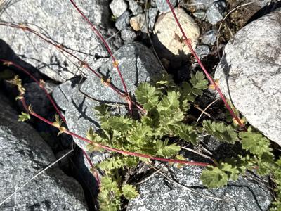 Kriechende Nelkenwurz - Geum reptans