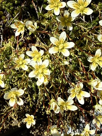 Moosartiger Steinbrech - Saxifraga bryoides