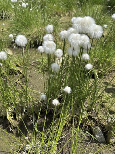 Scheuchzers Wollgras - Eriophorum scheuchzeri