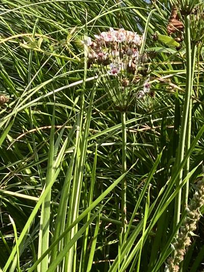 Schwanenblume