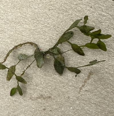 Dreifurchige Wasserlinse