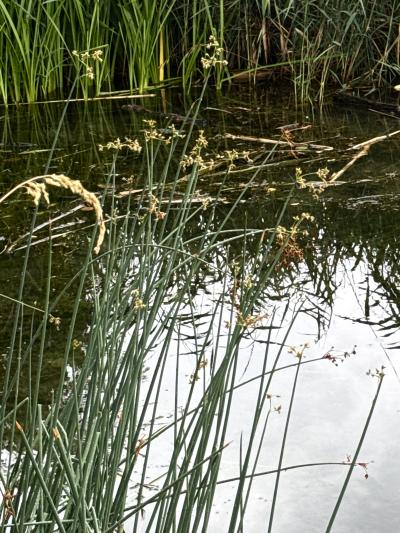 Tabernaemontanus Flechtbinse