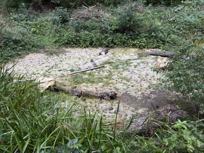 Ausgetrockneter Amphibienweiher