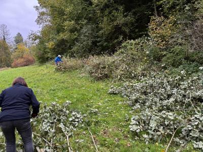 Waldrand mit abgeschnittenen Ästen zum Auftürmen zu Asthaufen