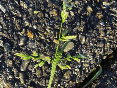 Blühendes Rispengras