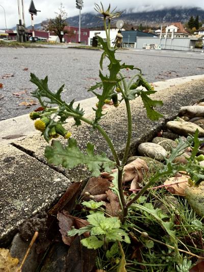 Blühendes Greiskraut