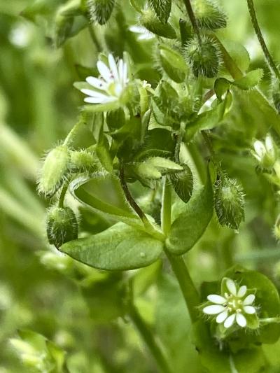 Blühende Vogelmiere