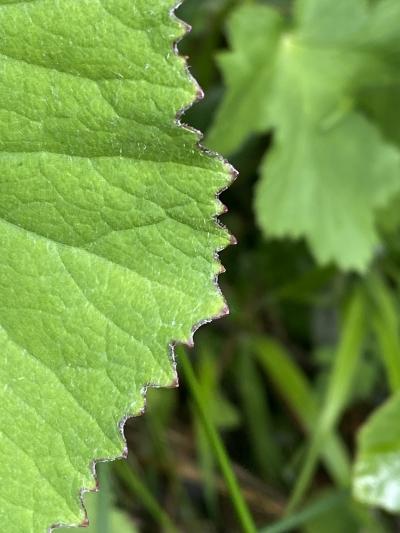 Blattrand des Huflattich mit Drüsenspitzen