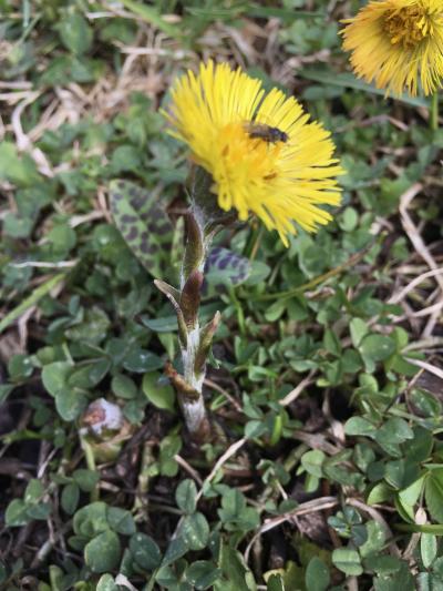 Blüte des Huflattichs