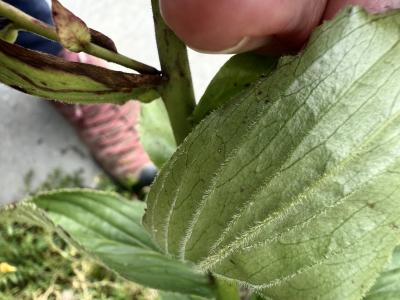 Blatt des Grossblütigen Fingerhuts mit borstigen Haaren
