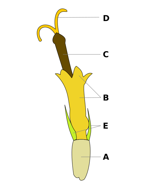 Schema Röhrenblüten Korbblütler