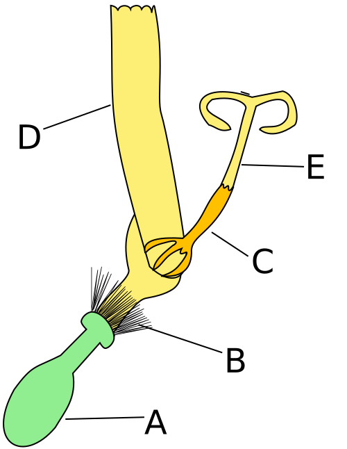 Schema Zungenblüten Korbblütler