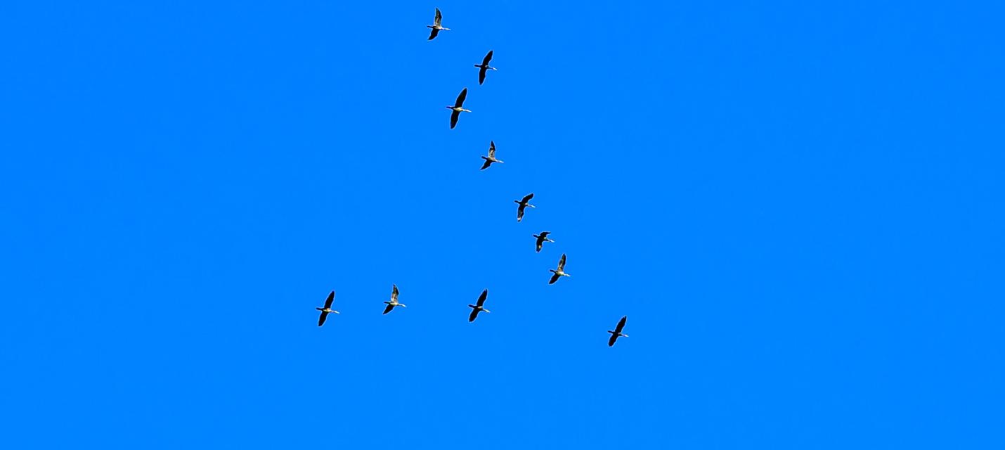 Fliegende Störche