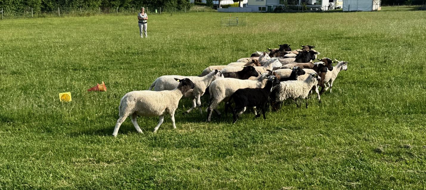Kleine Schafherde