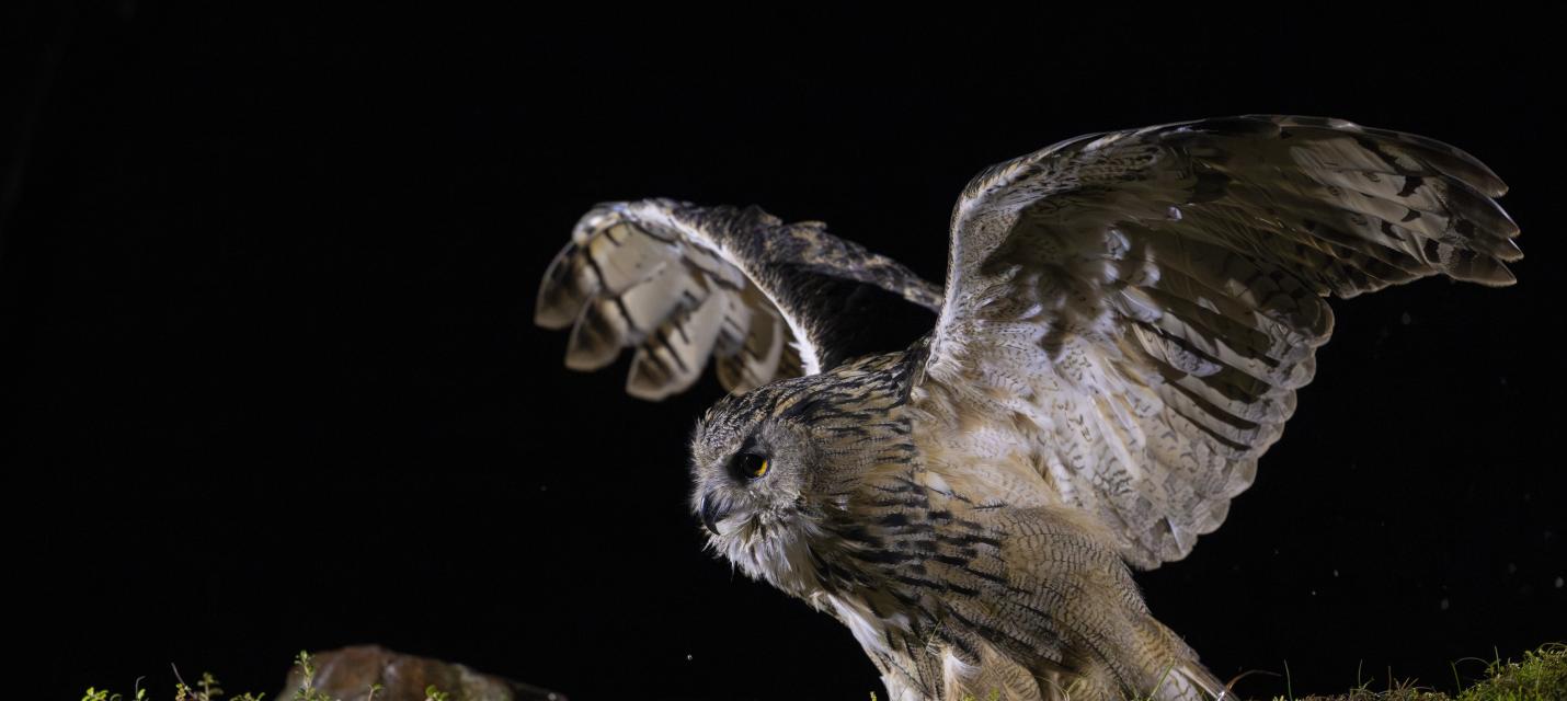 Uhu beim Abflug