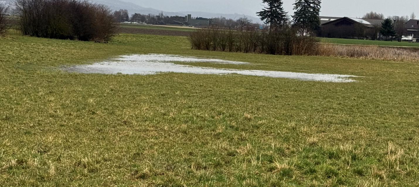 Vernässte Fläche mit Niederhecke