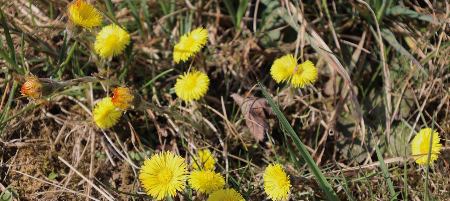 Blühender Huflattich