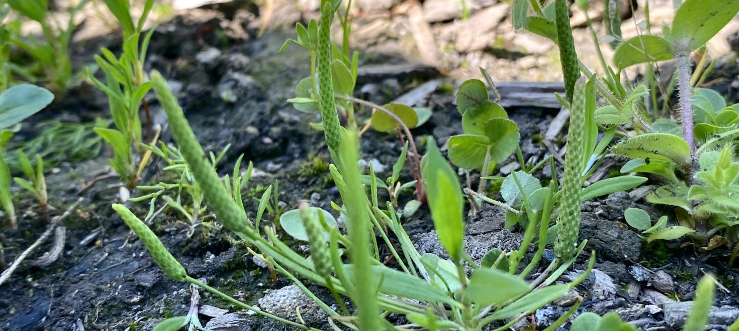 Ein seltener Winzling: das Mäuseschwänzchen