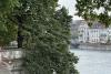 Baum bei der Hafebar in Solothurn